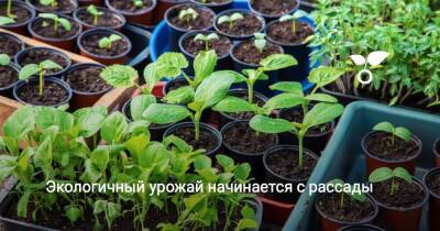 Экологичный урожай начинается с рассады - sadogorod.club