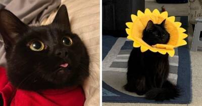 16 фотографий чёрных котов, которые, вопреки суевериям, приносят в дом только радость и веселье - mur.tv