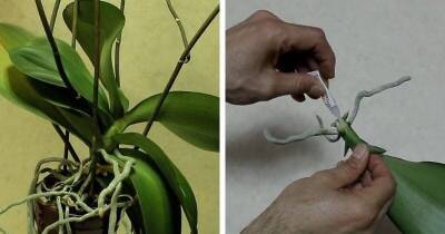 Смажьте срез на орхидее супер-клеем: простая идея, как из одной орхидеи сделать две и больше - lifehelper.one