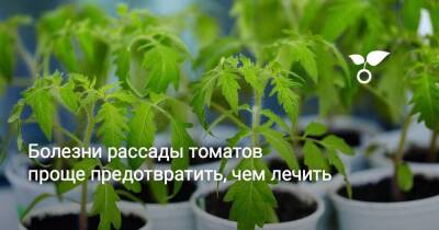 Болезни рассады томатов проще предотвратить, чем лечить - sadogorod.club
