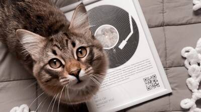 Идеальный домик для кошки: рекомендации по созданию уютного гнёздышка - mur.tv