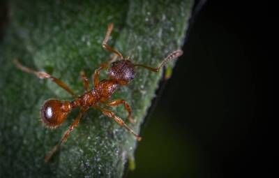 Как паучок Любознайка изучал мир муравьёв? - lifehelper.one