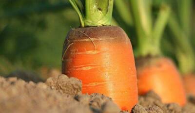 Одна ложка этого удобрения позволит вырастить сладкую и крупную морковь: совет бывалых дачников - sadogorod.club