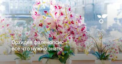 Орхидея фаленопсис — всё что нужно знать - sadogorod.club