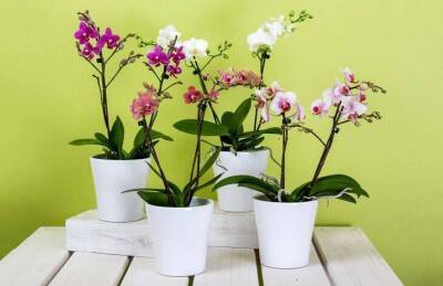 Марин Михалап - Орхидея будет цвести круглый год, если соблюдать эти 5 вещей - lifehelper.one