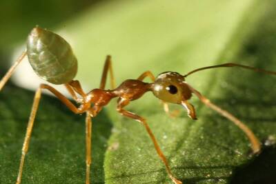 Как паучок Любознайка изучал мир муравьёв? - lifehelper.one