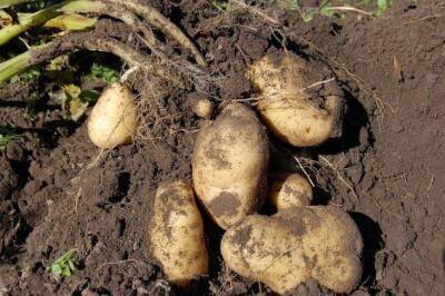 Что нужно класть в лунку при посадке картофеля, чтобы к середине июня получить свежую картошку - sadogorod.club - Канада