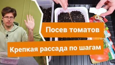 Рассада томатов: от подготовки до посева - sadogorod.club