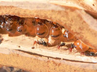 Как паучок Любознайка изучал мир муравьёв? - lifehelper.one - Москва