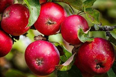Что нужно сделать весной с яблоней, чтобы было много яблок осенью - sadogorod.club
