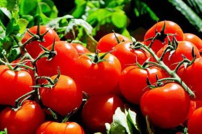 Игорь Зур - Получите реальный суперурожай помидоров, если посадите одно растение рядом - sadogorod.club