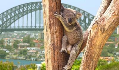 10 причин поехать в Австралию - fokus-vnimaniya.com - Австралия