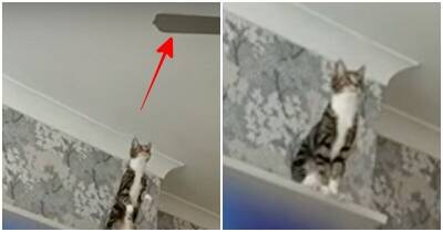 Неуправляемая кошка атаковала люстру с вентилятором - mur.tv