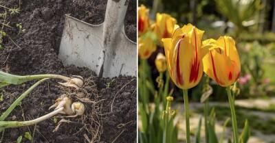 Что делать с тюльпанами после буйного цветения, готовим луковицы к следующей весне - takprosto.cc