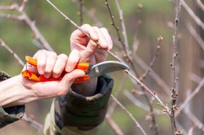 Как правильно обрезать яблоню и грушу весной (советы для начинающих) - sadogorod.club