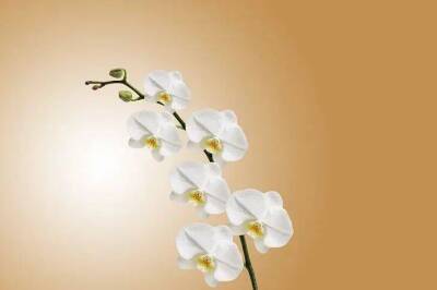 Елен Гутыро - Домашнее средство заставит прекрасную орхидею вмиг выпустить цветоносы: сохраните рецепт и опробуйте на досуге - sadogorod.club