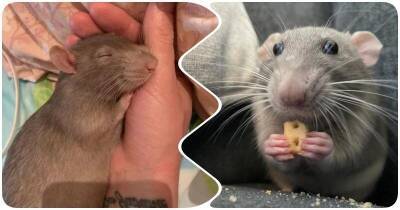 13 доказательств того, что крысы тоже могут быть милыми питомцами - mur.tv