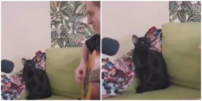 Кот, который любит блюз, научился петь под гитару - mur.tv