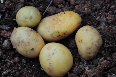 Урожай картофеля увеличится в несколько раз: нужна лишь трава с газона - sadogorod.club