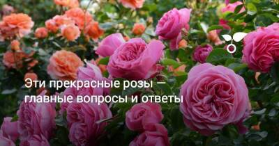 Эти прекрасные розы — главные вопросы и ответы - sadogorod.club
