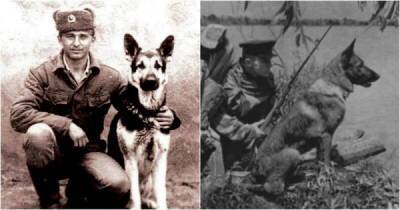 Собаки-герои на полях сражений ВОВ - porosenka.net - Прага - Белоруссия - Лисичанск - Сталинград