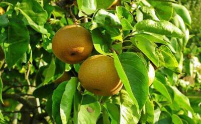 Светлана Протас - 3 способа проверить, будет ли в этом году богатым урожай груш и яблок: подсказки дачникам - sadogorod.club