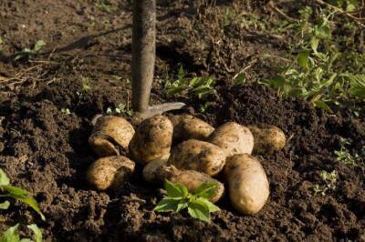 Небывалый урожай: обработайте этим картофель перед посадкой - sadogorod.club