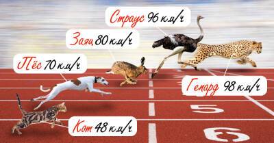 Лев - Кто является самым быстрым животным в мире - takprosto.cc - Ямайка