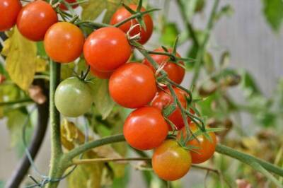 Игорь Зур - 4 причины, из-за которых помидоры вырастают "уродцами", а не круглыми: советы дачникам - lifehelper.one