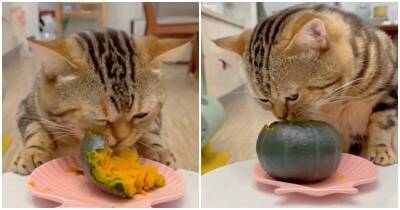 Аж за ушами трещит: кот с аппетитом жует тыкву - mur.tv