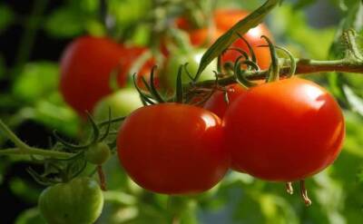 Светлана Протас - Как правильно поливать рассаду томатов на разных этапах развития: правила, которые должны запомнить огородники - sadogorod.club