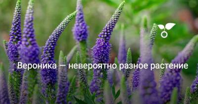 Вероника — невероятно разное растение - sadogorod.club - Россия