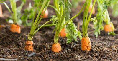 Как легко посадить морковку на грядках при помощи обычной туалетной бумаги - lifehelper.one