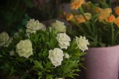 Елен Гутыро - Поливайте комнатные цветы с хрупкими и тонкими стеблями этим, чтобы пышно цвели и росли - sadogorod.club