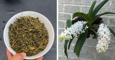 Спитой чай — прекрасное удобрение для орхидей вместо магазинной химии. Через 3 месяца она пышно зацветёт - lifehelper.one