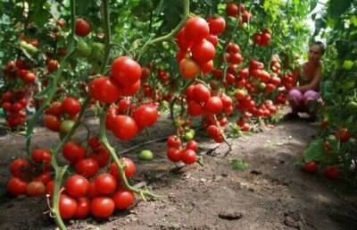 Что нужно сделать с помидорами, чтобы они росли все лето без единого полива - lifehelper.one