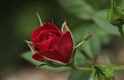 Елен Гутыро - 3 важных дела успейте сделать перед посадкой роз весной: что нужно знать цветоводам - sadogorod.club