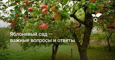Яблоневый сад — важные вопросы и ответы - sadogorod.club