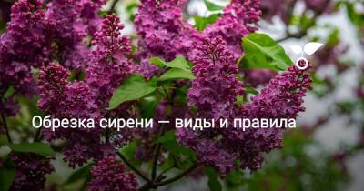 Обрезка сирени — виды и правила - sadogorod.club