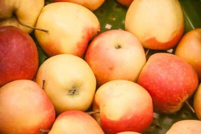 Игорь Зур - Какую обработку яблони нужно обязательно провести весной: 3 совета садоводам - lifehelper.one