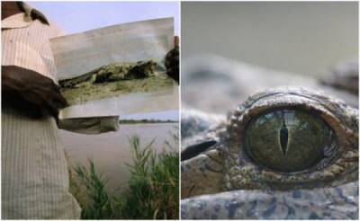 Почему не могут помать огромного крокодила-людоеда Густава, который на протяжении десятилетий держит в страхе местных жителей - mur.tv - Бурунди