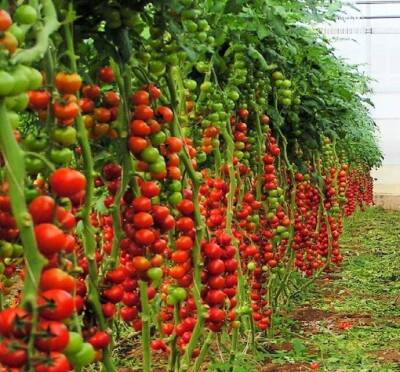 ​Ускоряем рост и развитие томатов в 3 раза - lifehelper.one