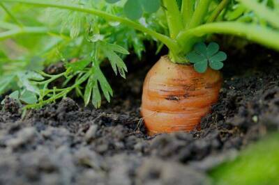 Свекла и морковь взойдут на 3 день: секреты посева семян - sadogorod.club