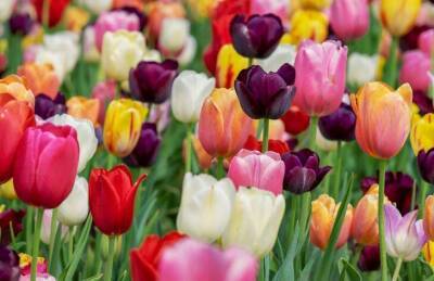 Марин Михалап - Тюльпаны весной: 5 хитростей, чтобы цветы долго цвели - sadogorod.club
