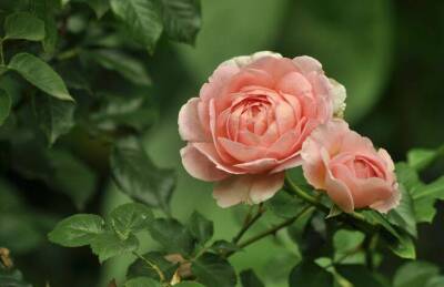Марин Михалап - Соседи для розы: 7 растений, которые защитят растение от болезней и вредителей - sadogorod.club