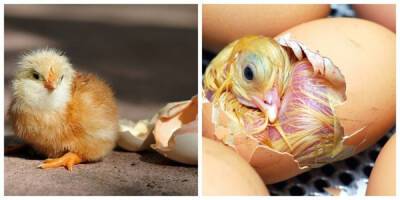 Почему птенцы, развиваясь в яйце, не только не гибнут от нехватки кислорода, но и превосходно себя… - porosenka.net