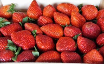 Светлана Протас - Чем подкормить клубнику в апреле и мае, чтобы обеспечить себя ягодой на всё лето - sadogorod.club