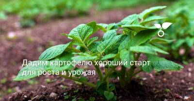 Дадим картофелю хороший старт для роста и урожая - sadogorod.club