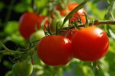 Антон Курчев - Хотите вырастить вкусные и максимально сочные помидоры? Внесите это неожиданное удобрение - sadogorod.club