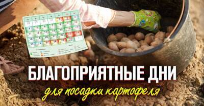 Почему опытные огородники сажают картофель только по лунному календарю и как выбрать благополучные даты - lifehelper.one